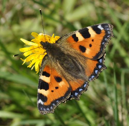 Réf. 214 889 : Aglais urticae